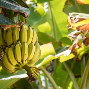 Чёрная сигатока ставит под угрозу производство бананов