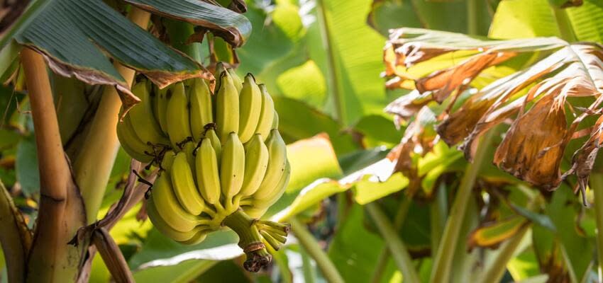 Чёрная сигатока ставит под угрозу производство бананов