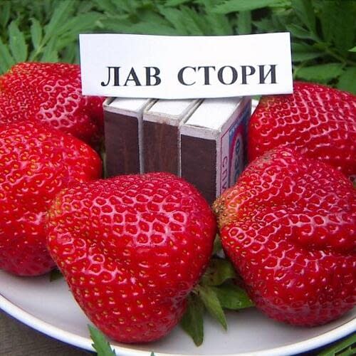 Лав стори (Love Story)