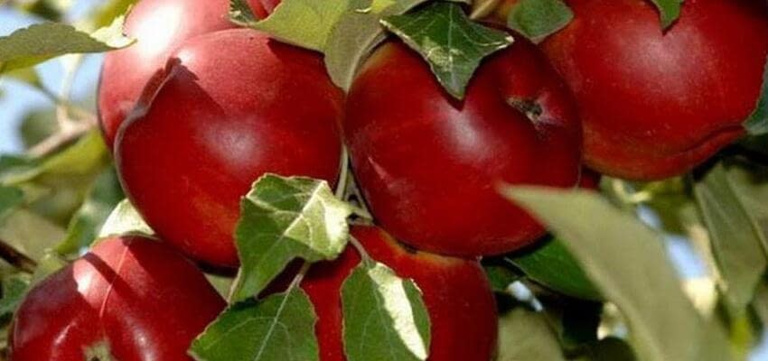 Молдавские яблоки не выдерживают конкуренцию