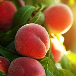 Почему в Узбекистане выращивать персики выгоднее, чем абрикосы?