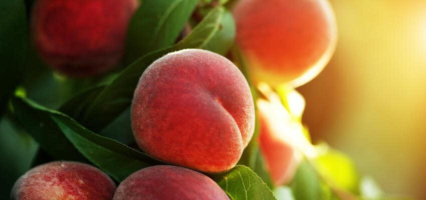Почему в Узбекистане выращивать персики выгоднее, чем абрикосы?