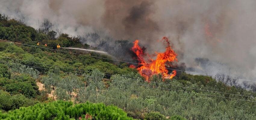 Пожары в Италии и Греции уничтожают урожаи фруктов