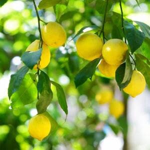 Господдержка лимонного бизнеса в Узбекистане