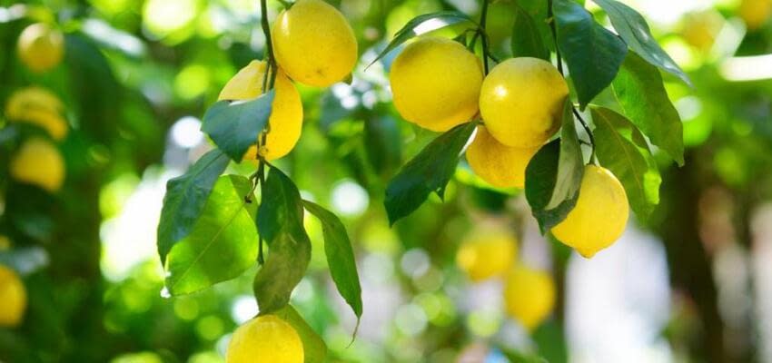 Господдержка лимонного бизнеса в Узбекистане