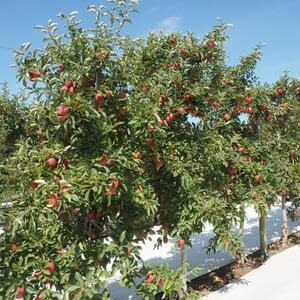 Популярность яблок сорта PremA280 в Китае стала причиной неприятностей для нерадивых садоводов