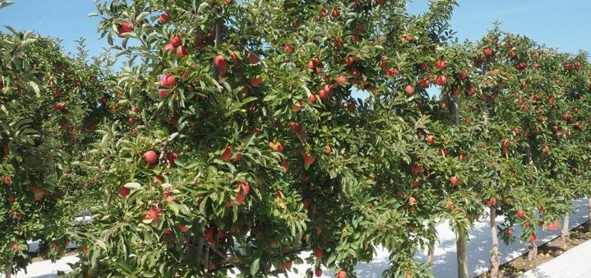 Популярность яблок сорта PremA280 в Китае стала причиной неприятностей для нерадивых садоводов