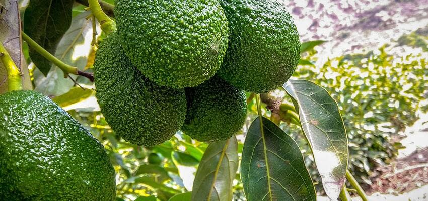 Перспективы производства авокадо в Грузии