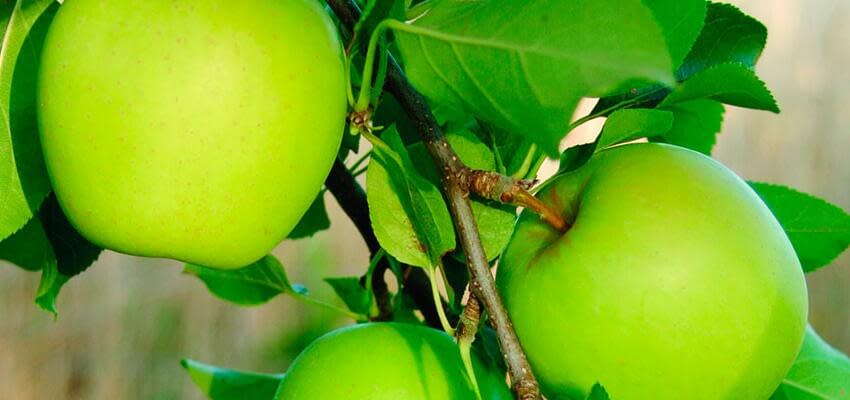 Ставропольский край делает акцент на суперинтенсивные яблоневые сады и ставит рекорды по урожаю