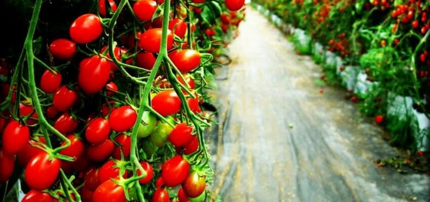 Рекордная урожайность томатов в ТК «Белогорский»