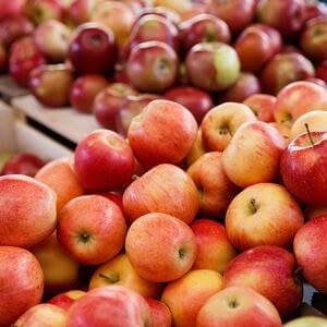 Молдавским экспортерам яблок следует пересмотреть график поставок плодов в сезоне 2021/22