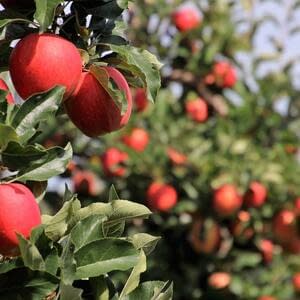 Иран претендует на лидерство по экспорту свежих яблок