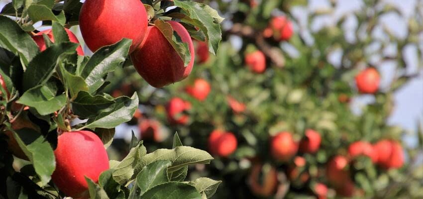 Иран претендует на лидерство по экспорту свежих яблок