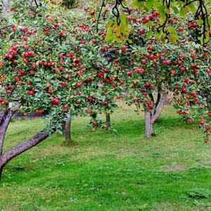 Яблоневый сад позволяет замедлить глобальное потепление