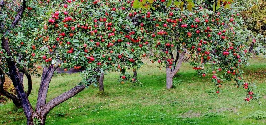 Яблоневый сад позволяет замедлить глобальное потепление
