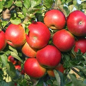 Плодородный Ставропольский край начал сбор яблок