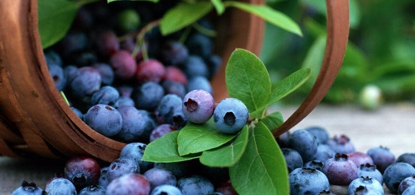 Производство голубики как инвестиционно-привлекательный бизнес