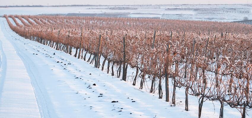 Экстремально низкие температуры не повредят садам и виноградникам Молдовы