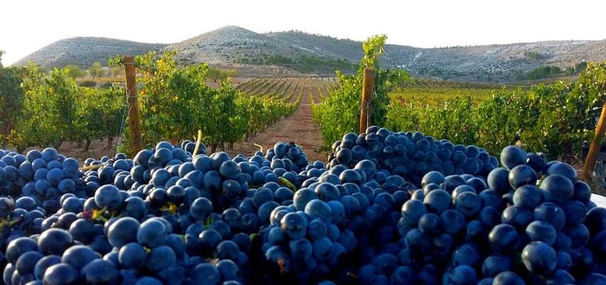 Участки под виноградники теперь будут учтены в генеральных планах краснодарских муниципалитетов