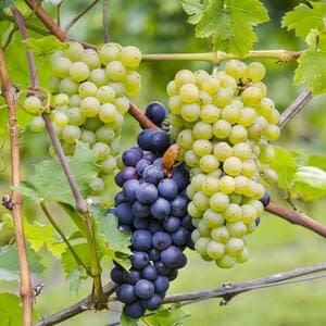 Непогода в Чили вызвала упадок экспорта столового винограда