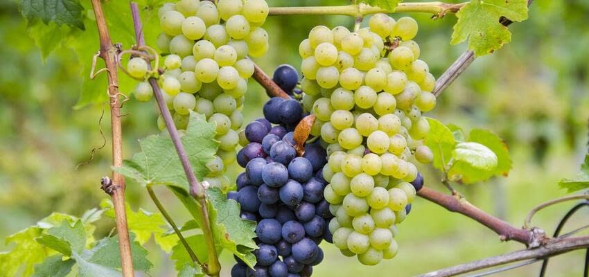 Непогода в Чили вызвала упадок экспорта столового винограда