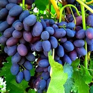 Реализация тепличного винограда в Молдове