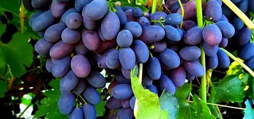 Реализация тепличного винограда в Молдове