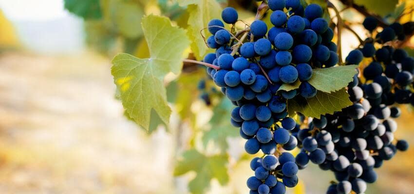 По оценкам агентства IndexBox Россия входит в пятерку стран-импортеров винограда