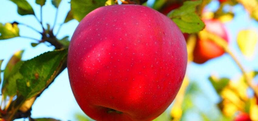 Эффективная «терапия» для яблонь