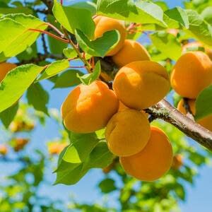 В странах Евросоюза прогнозируется самый низкий урожай абрикоса за последние 30 лет