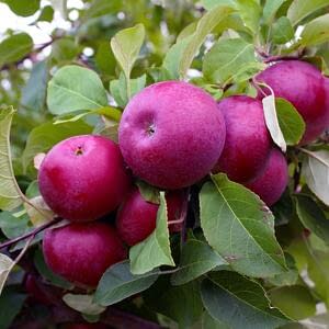 Развитие яблочной отрасли – программа импортозамещения