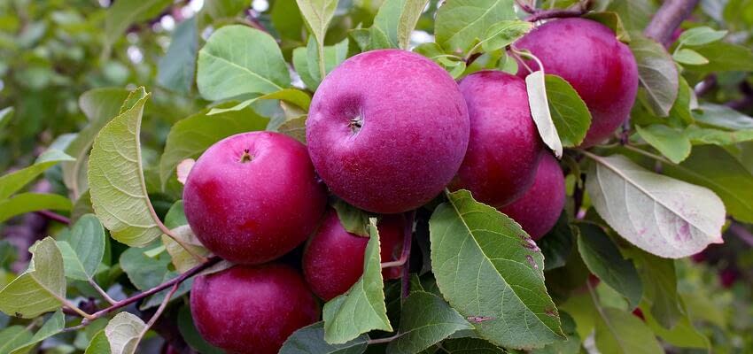 Развитие яблочной отрасли – программа импортозамещения