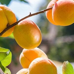 Новый сорт абрикоса покорил Урал