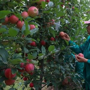 В Молдове ужесточают требования к содержанию остатков пестицидов во фруктах
