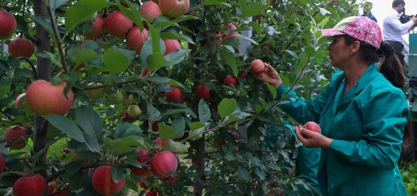 В Молдове ужесточают требования к содержанию остатков пестицидов во фруктах