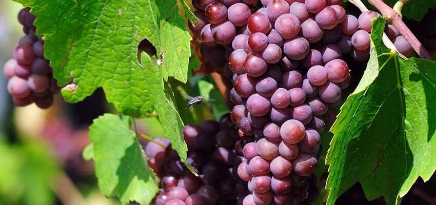 В конце августа откроется сезон винограда из Казахстана