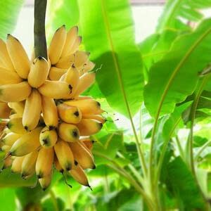 Основные проблемы эквадорских поставщиков бананов