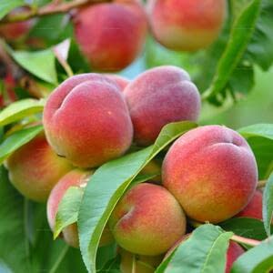 Узбекистан открыл сезон экспорта персиков