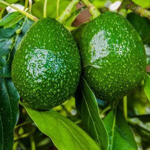 Перу увеличит экспорт авокадо