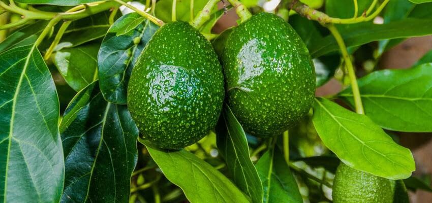 Перу увеличит экспорт авокадо
